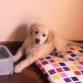 a q es precioso???